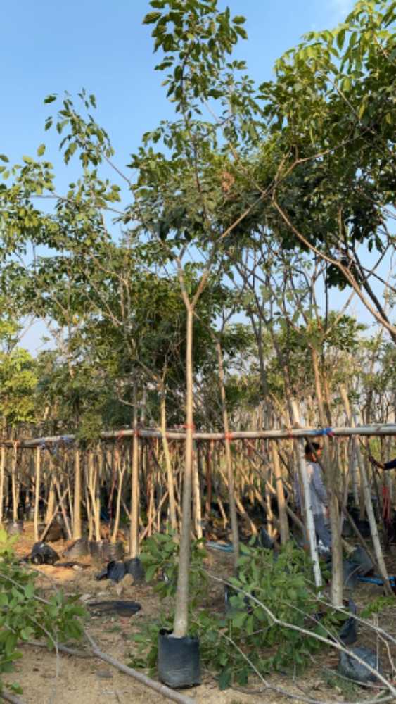 ต้นชมพูพันธุ์ทิพย์ 3 นิ้ว 2