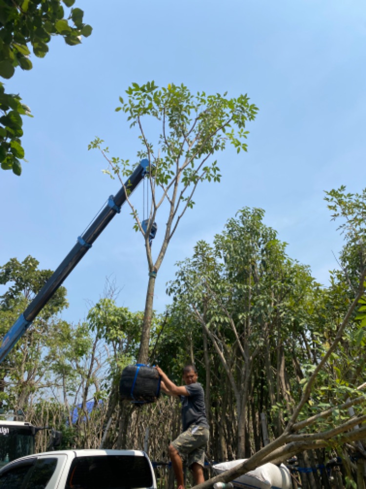 ชมพูพันธุ์ทิพย์ 5 นิ้ว 3