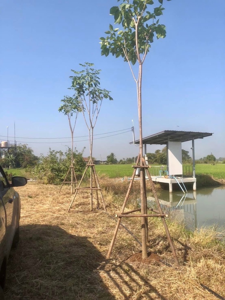 ชมพูพันธุ์ทิพย์ 2 นิ้ว 7