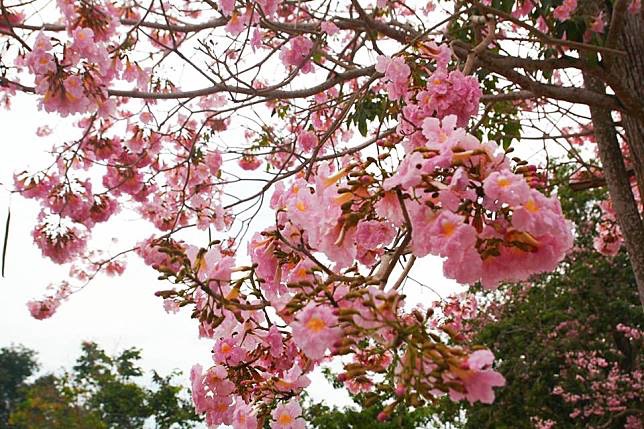 ชมพูพันธุ์ทิพย์ 6-12นิ้ว 5