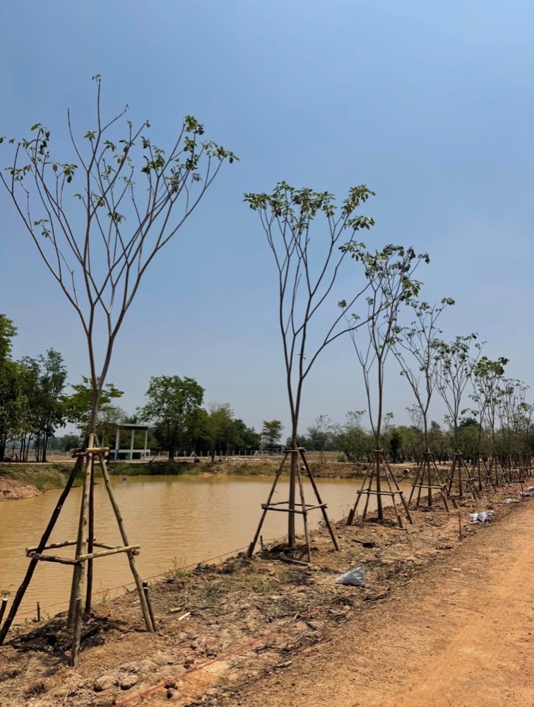 ชมพูพันธุ์ทิพย์ 4 นิ้ว  2