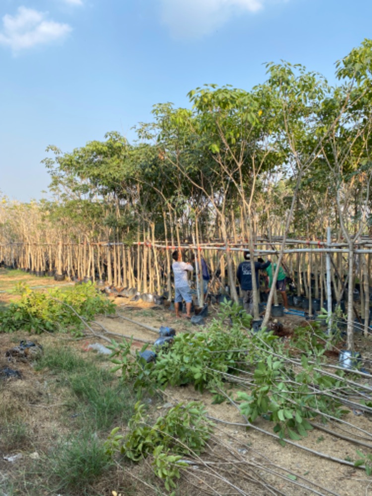 ต้นชมพูพันธุ์ทิพย์ 3 นิ้ว 5