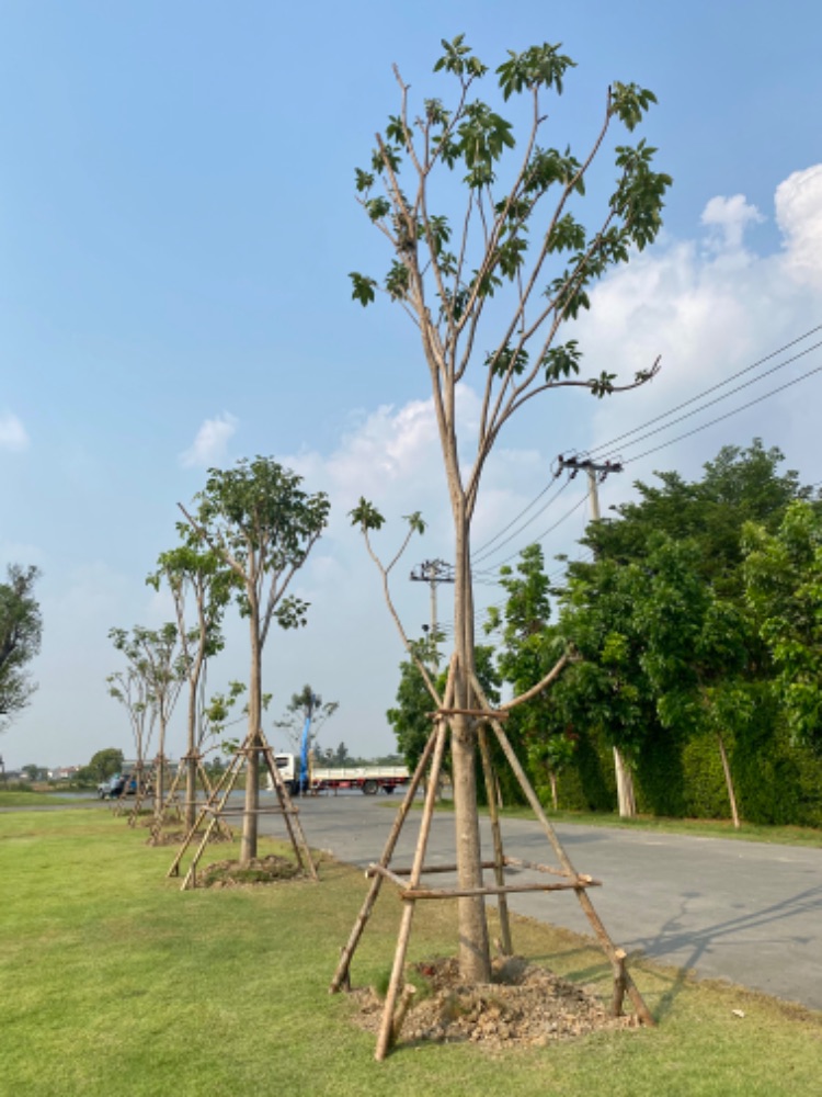 ชมพูพันธุ์ทิพย์ 6-12นิ้ว 6