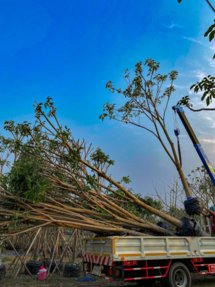 ชมพูพันธุ์ทิพย์ 5 นิ้ว 1