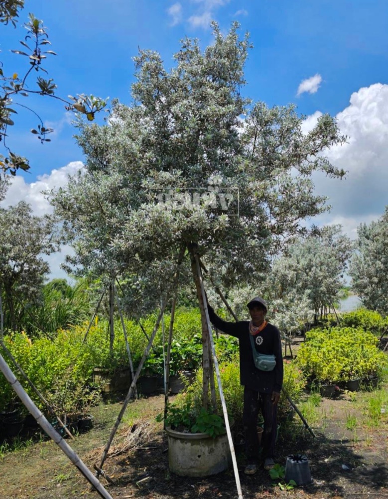 ต้นกระดุมใบเงิน  Silver Buttonwood 2