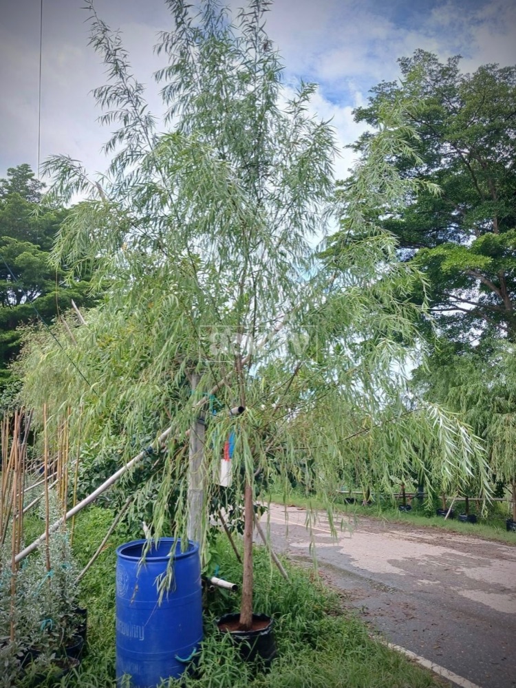 ต้นหลิวลู่ลม