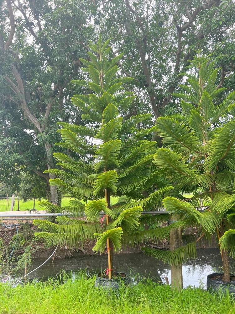 ต้นสนฉัตร Norfolk Island Pine  0