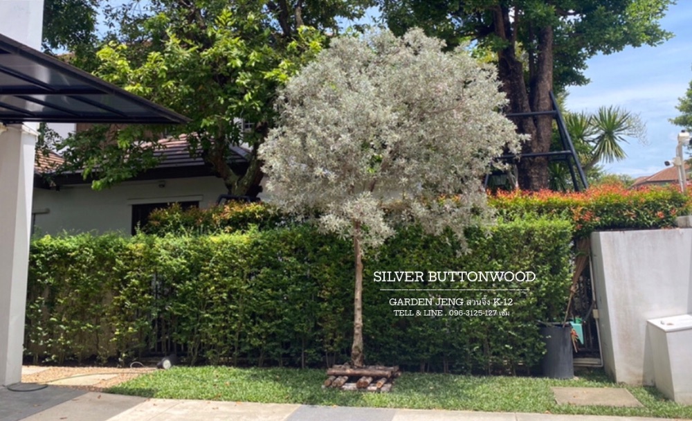 ต้นกระดุมใบเงิน / Silver Buttonwood 1