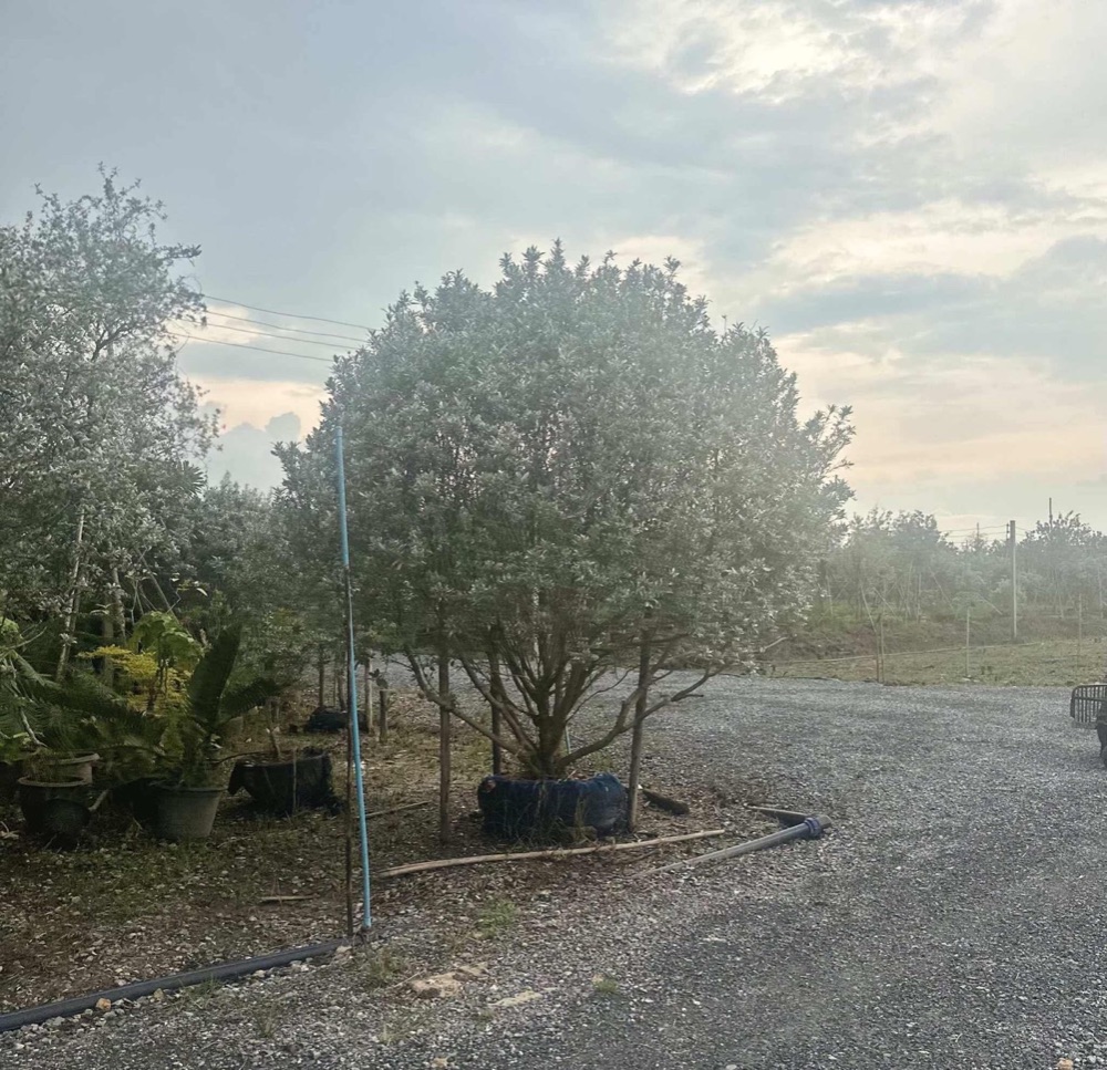 ต้นกระดุมใบเงิน / Silver Buttonwood 1