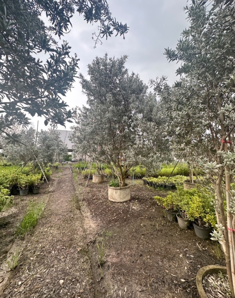 ต้นกระดุมใบเงิน / Silver Buttonwood 1