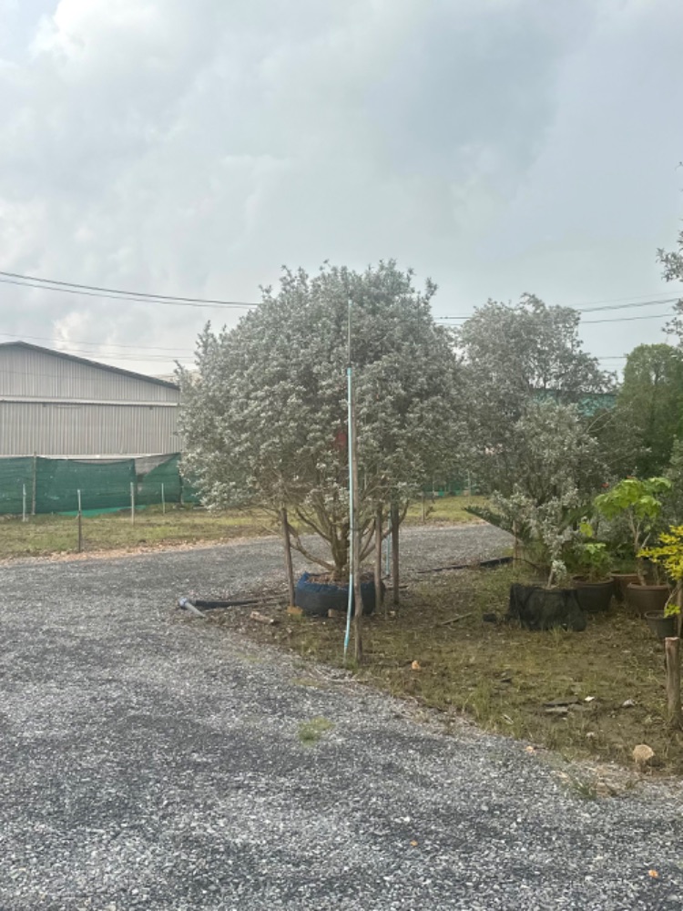 ต้นกระดุมใบเงิน (Silver Buttonwood) 3