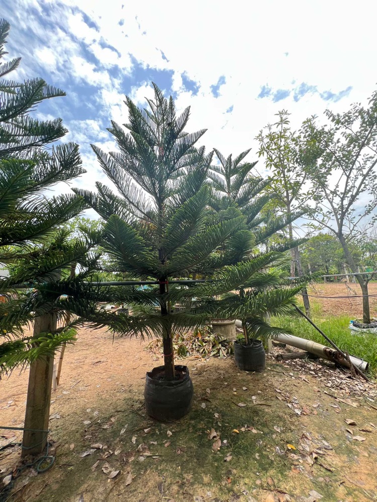 ต้นสนฉัตร Norfolk Island Pine  2