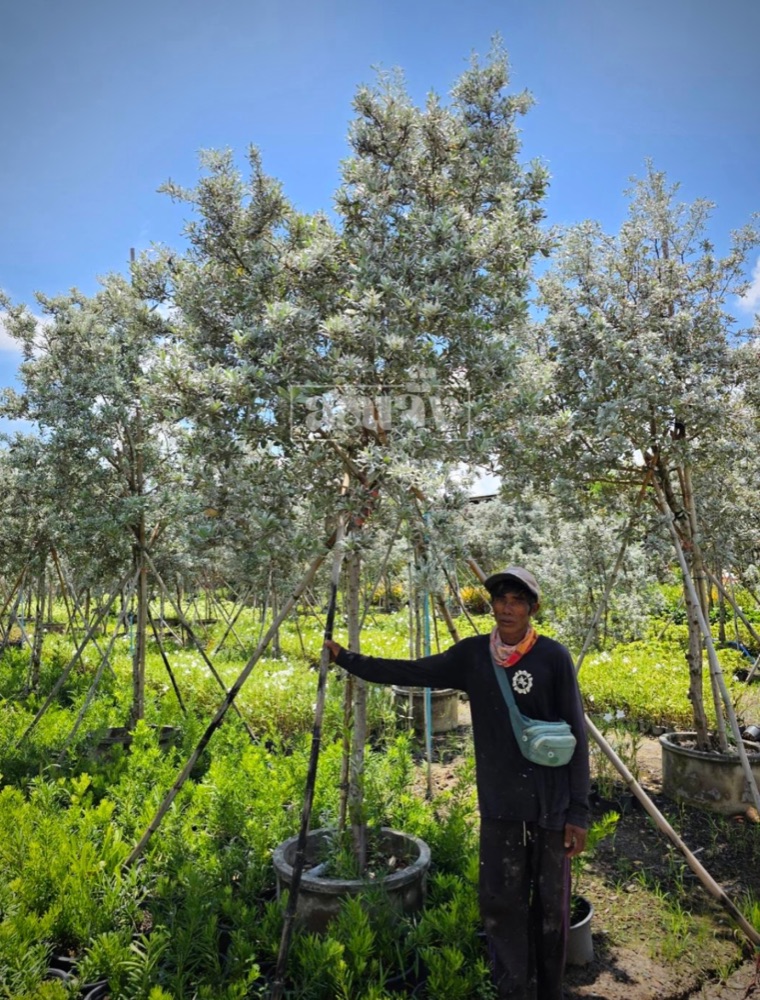 ต้นกระดุมใบเงิน  Silver Buttonwood 1