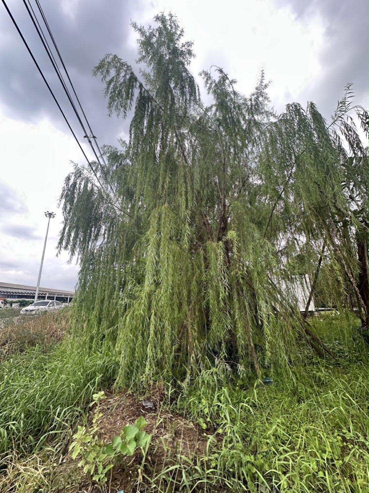 ต้นหลิวลู่ลม / Weeping Willow  3
