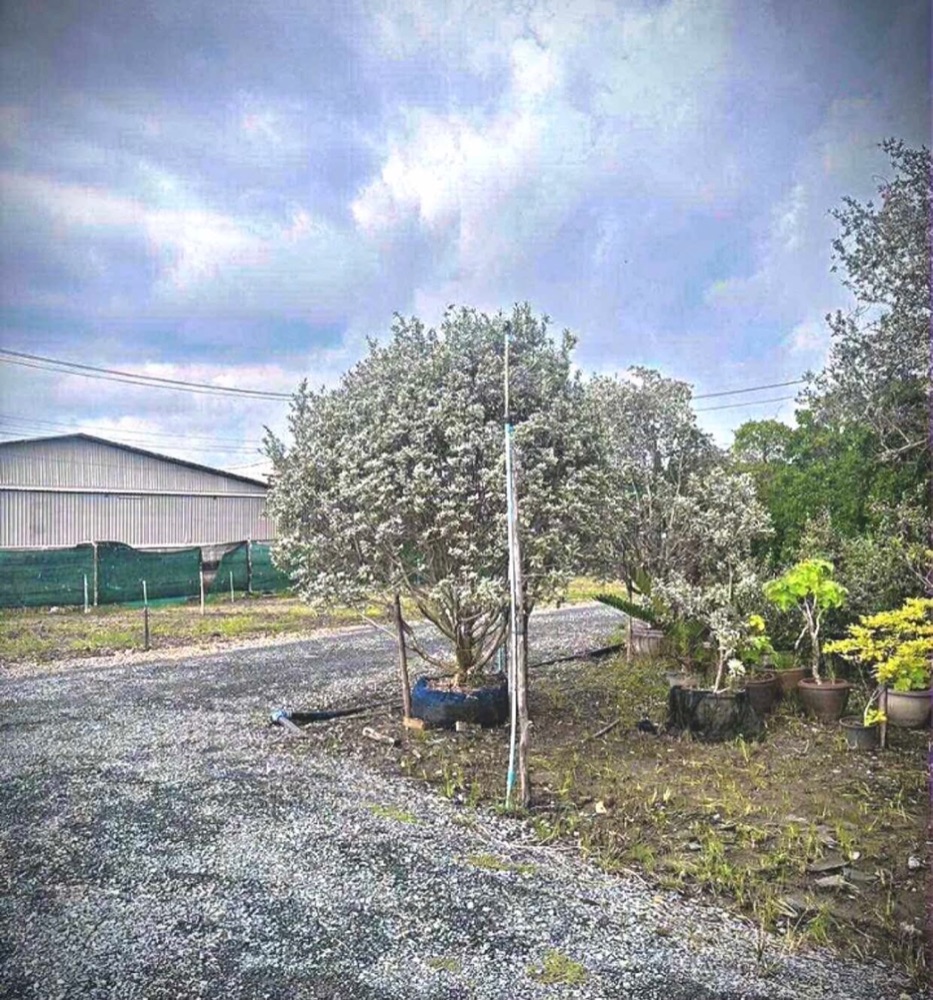 ต้นกระดุมใบเงิน / Silver Buttonwood 0