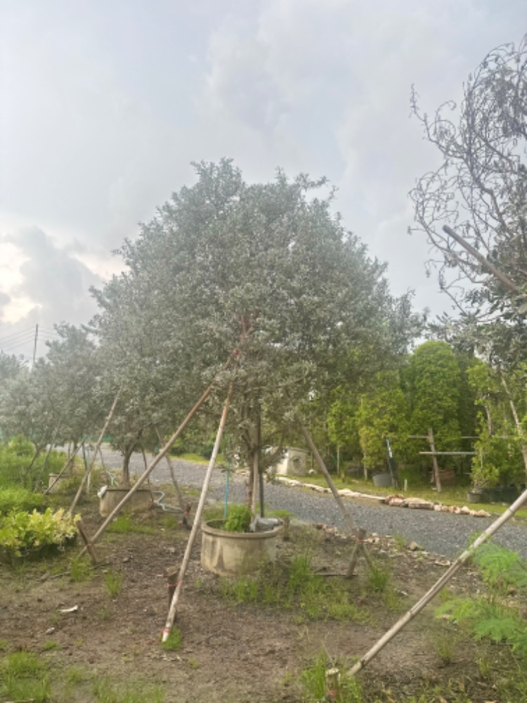 ต้นกระดุมใบเงิน - Silver Buttonwood 1