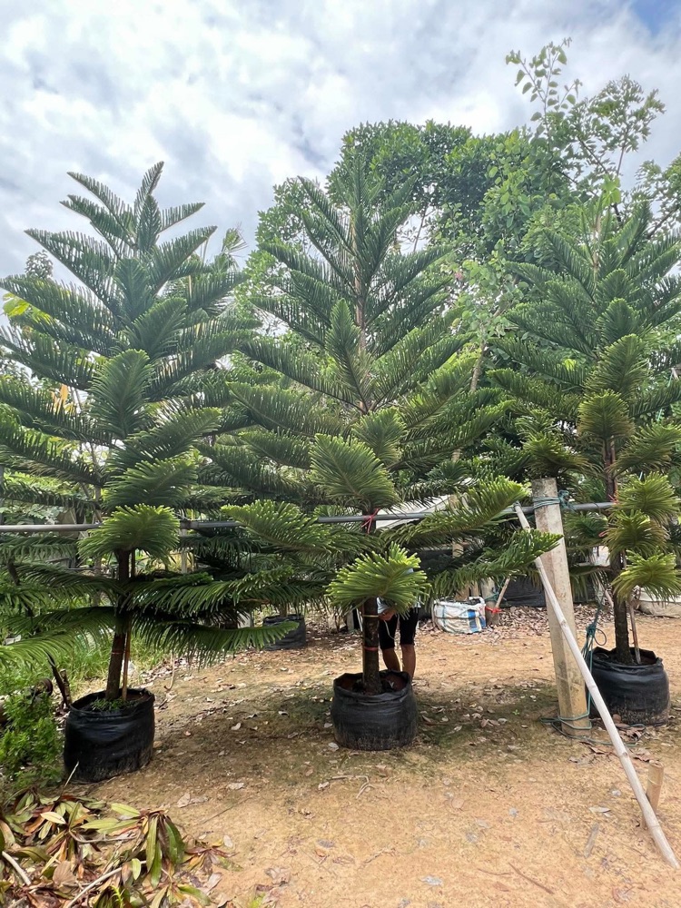 ต้นสนฉัตร Norfolk Island Pine  3
