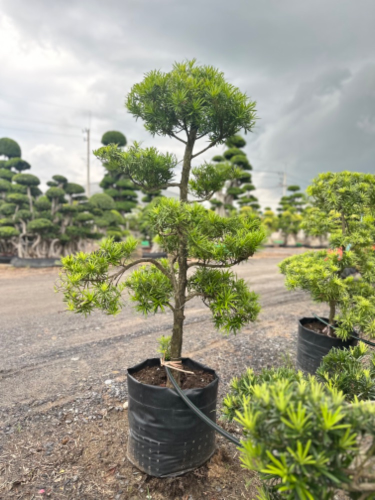 สนใบพายญี่ปุ่น  JAPAN PODOCARPUS  ポドカルプス