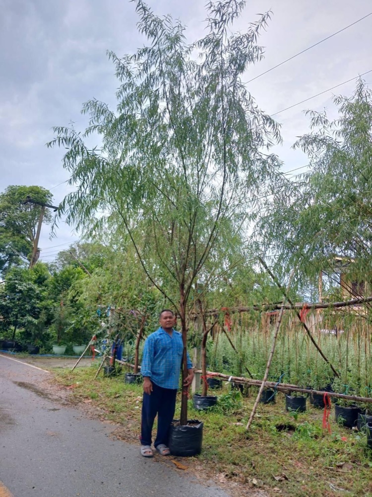 ต้นหลิวลู่ลม 1