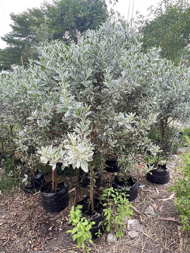 ต้นกระดุมใบเงิน  Silver Buttonwood  1