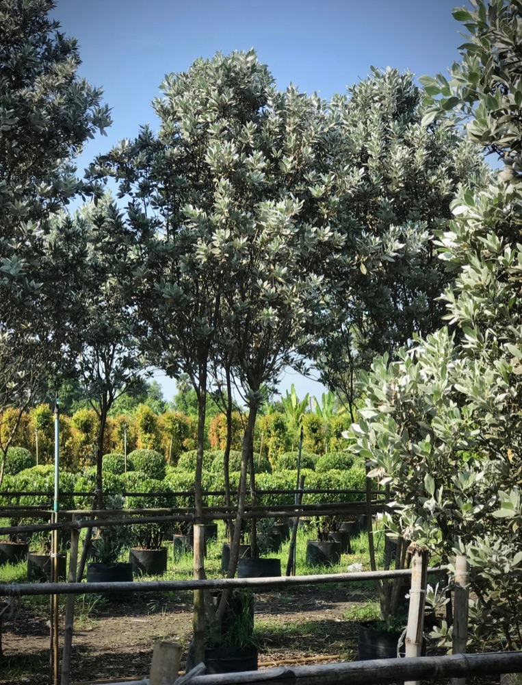 ต้นกระดุมใบเงิน / Silver Buttonwood 3