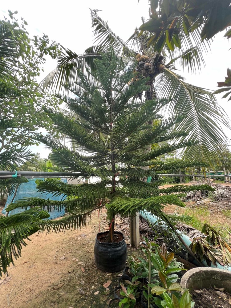 ต้นสนฉัตร Norfolk Island Pine  1