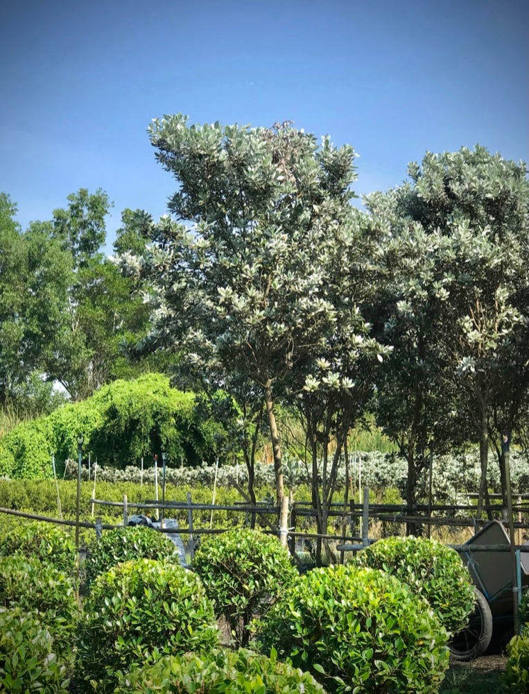ต้นกระดุมใบเงิน / Silver Buttonwood 2