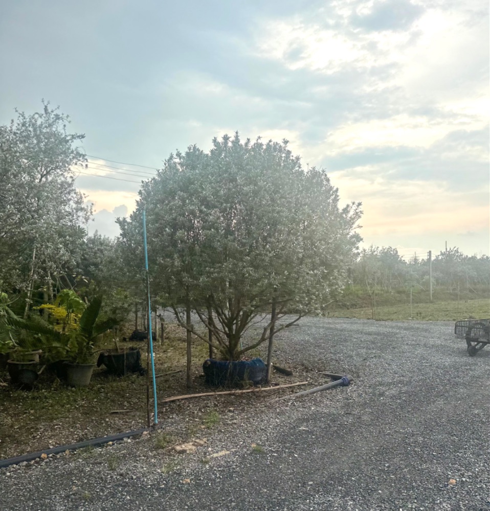 ต้นกระดุมใบเงิน (Silver Buttonwood) 2