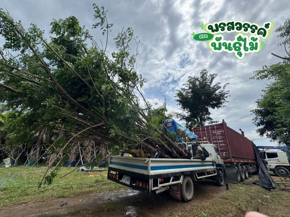 ต้นปีบ 5-9 นิ้ว