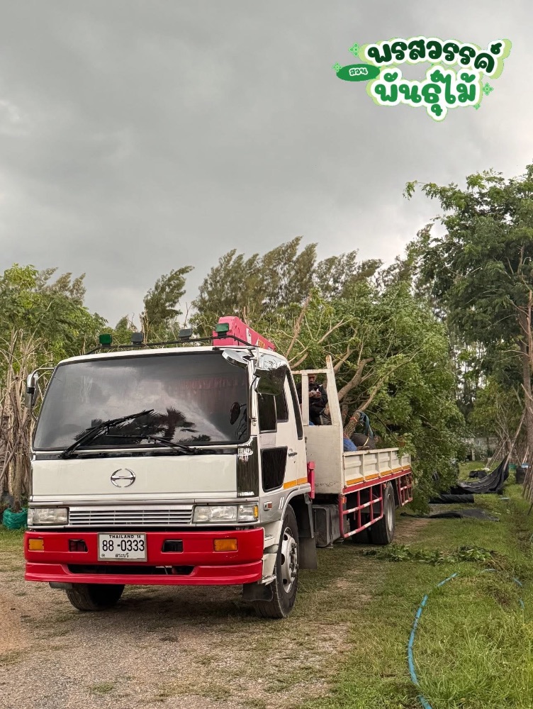 ต้นปีบ 5-9 นิ้ว 2