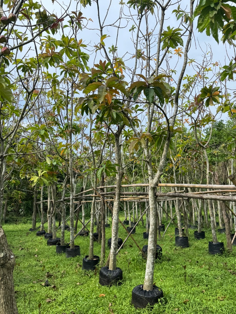 ต้นจิกมุจลินท์ ขนาด 3 นิ้ว 3