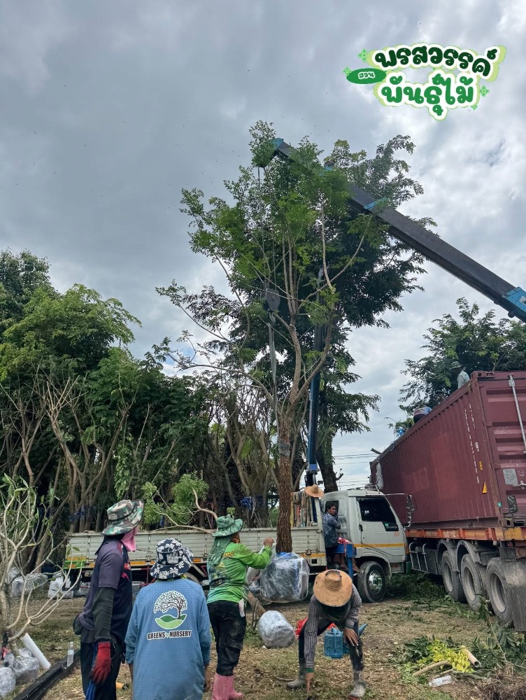 ต้นปีบ 5-9 นิ้ว 3