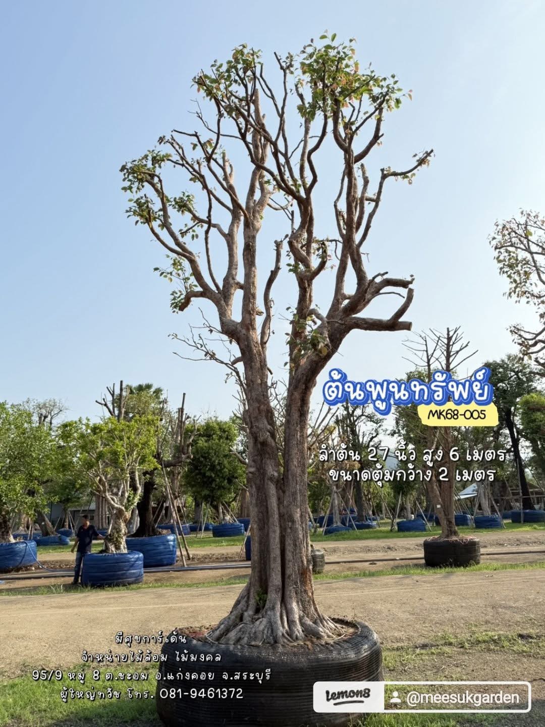 ต้นพูนทรัพย์ (กระบก) ฟอร์มสวย