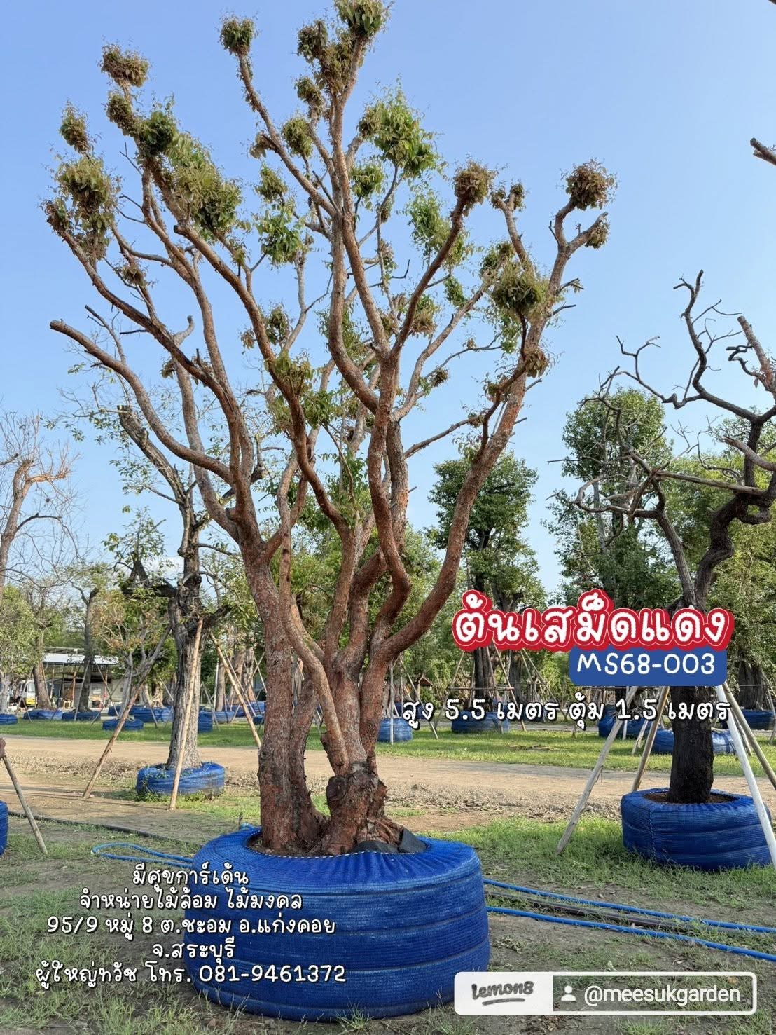 ต้นเสม็ดแดง ไม้ลีลาฟอร์มสวย เปลือกสีน้ำตาลแดง MS68-003