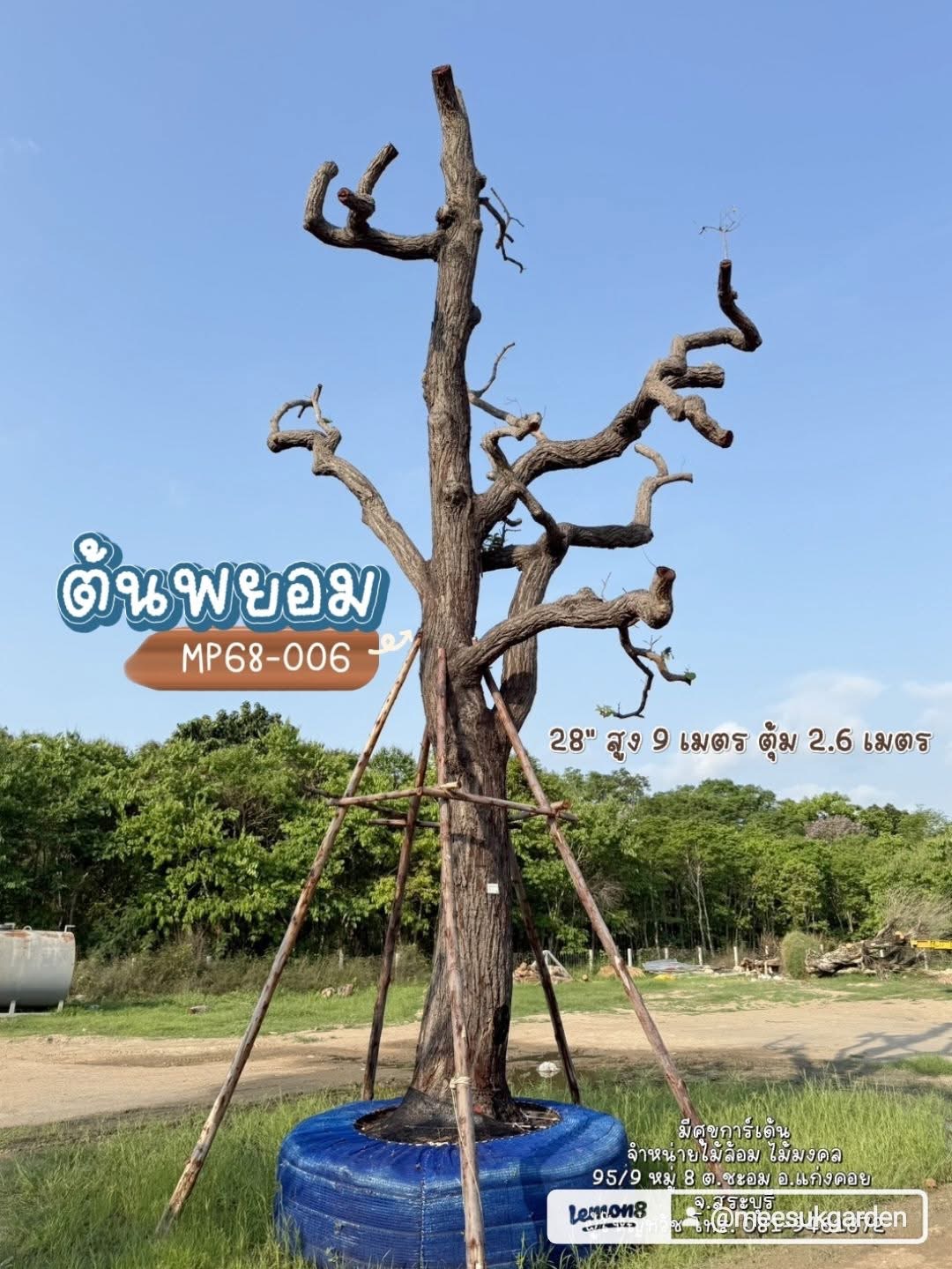 ต้นพยอม MP68-006 สูง 9 เมตร 0