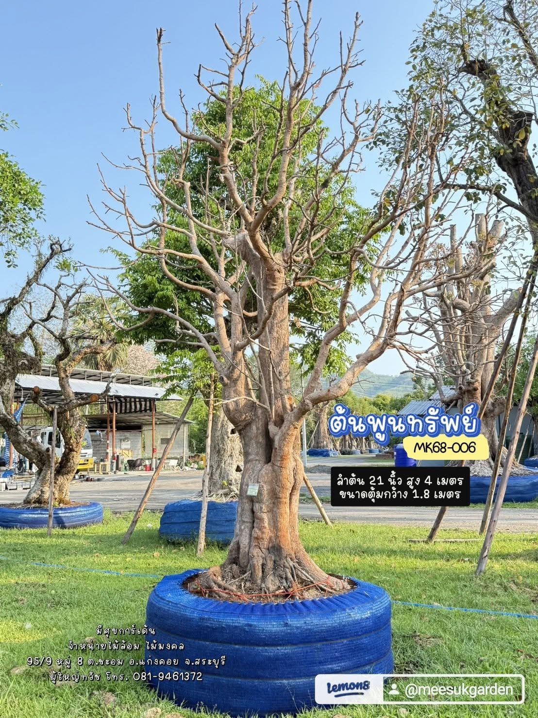 🌳 ต้นพูนทรัพย์ (กระบก) ไม้ประธาน ฟอร์มสวย พร้อมลงปลูก! 0