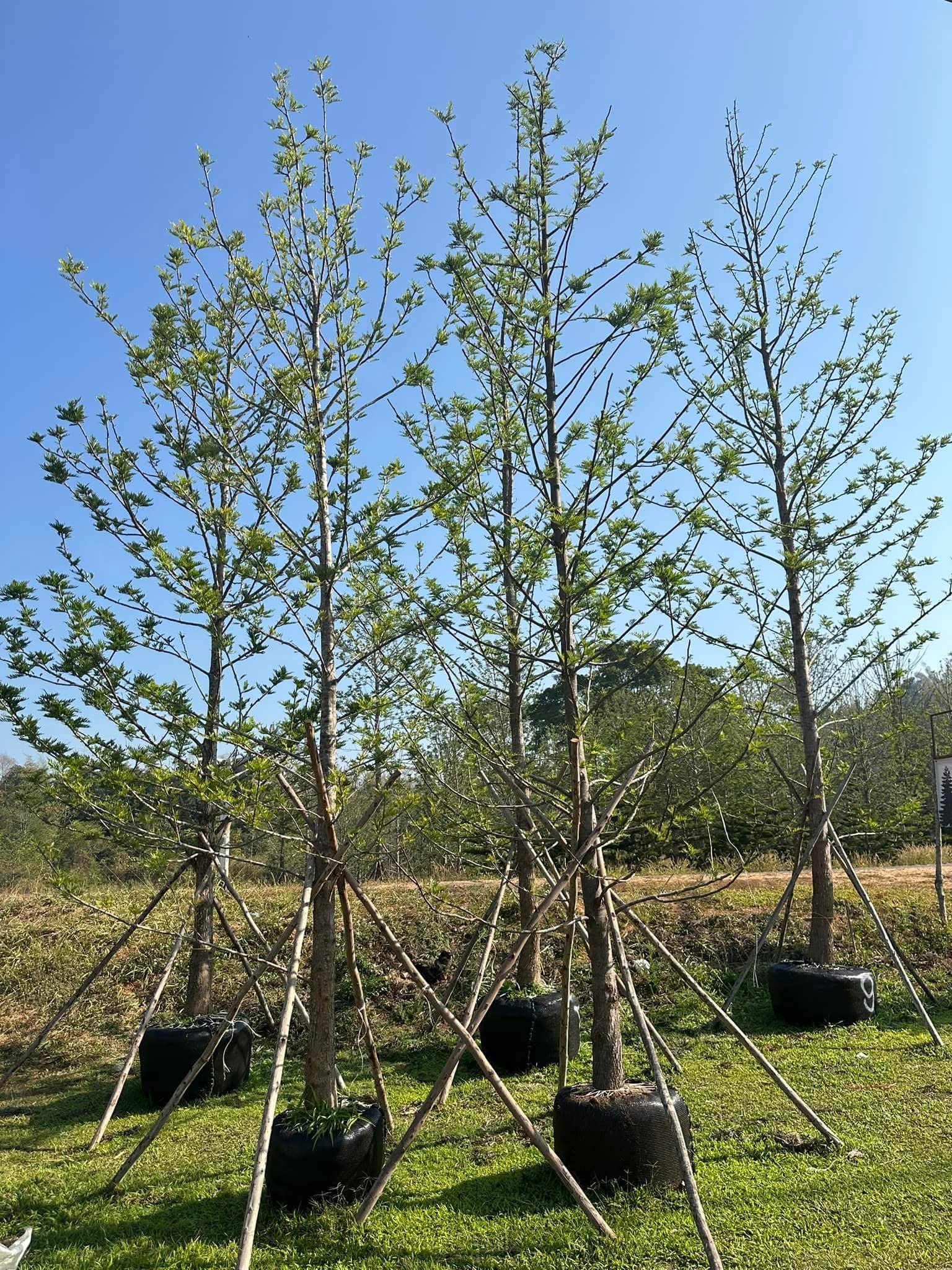 ซิลเวอร์โอ๊คออสเตรเลีย (Australian Silky Oak) 🌱  0