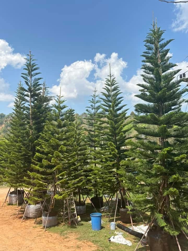 สนฉัตรฮาวาย 🌴