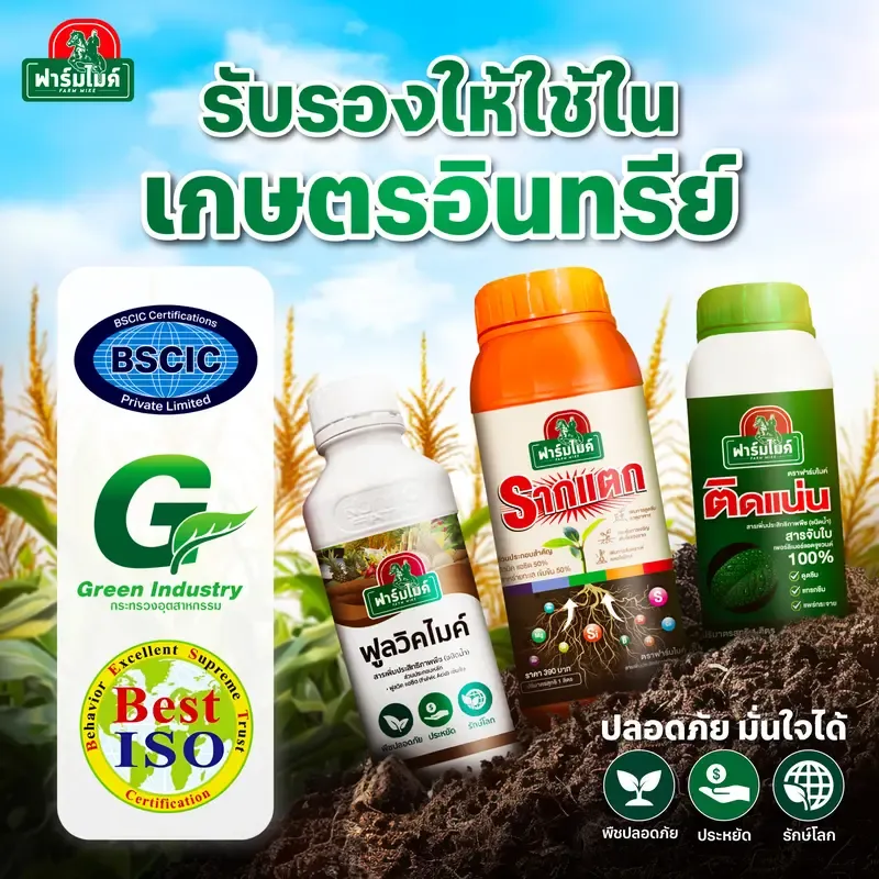 ปุ๋ยฉีดพ่นบำรุงใบ เร่งแตกใบ ฟื้นต้นไว ทนทุกสภาพอากาศ 2