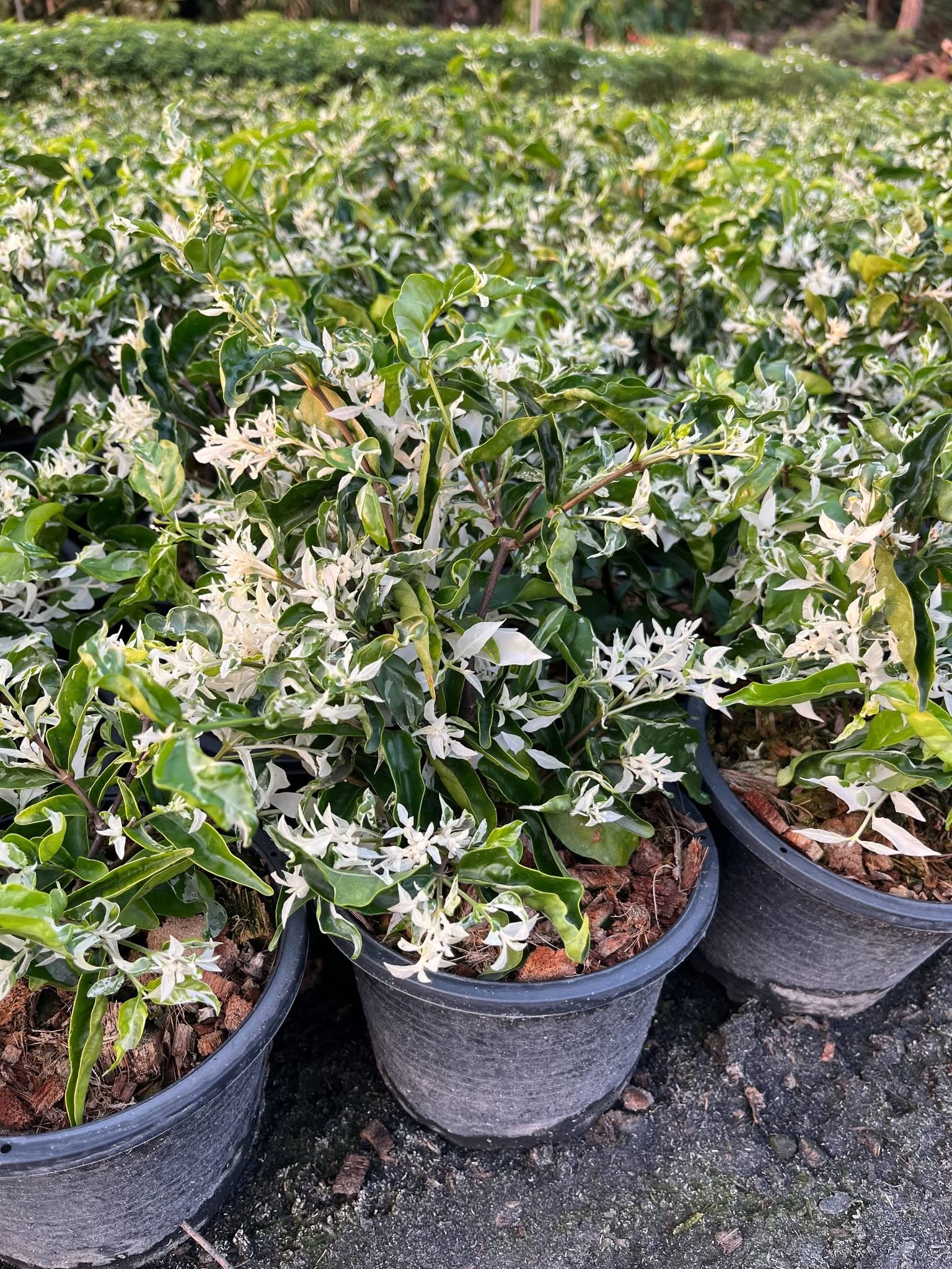โมกด่าง กระถาง 6 นิ้ว 🌿✨ 1