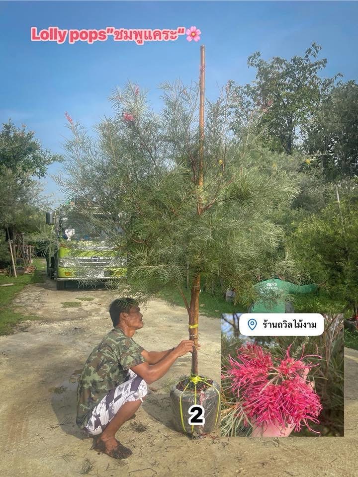 สนเกรวิลเลียหลากสี