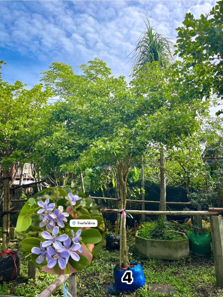 แก้วเจ้าจอม ไม้มงคล 🌸 3