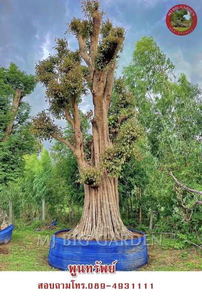 พูนทรัพย์ ผิวโบราณ ไม้ประธานเสริมทรัพย์ เสริมบารมี 🌳 2