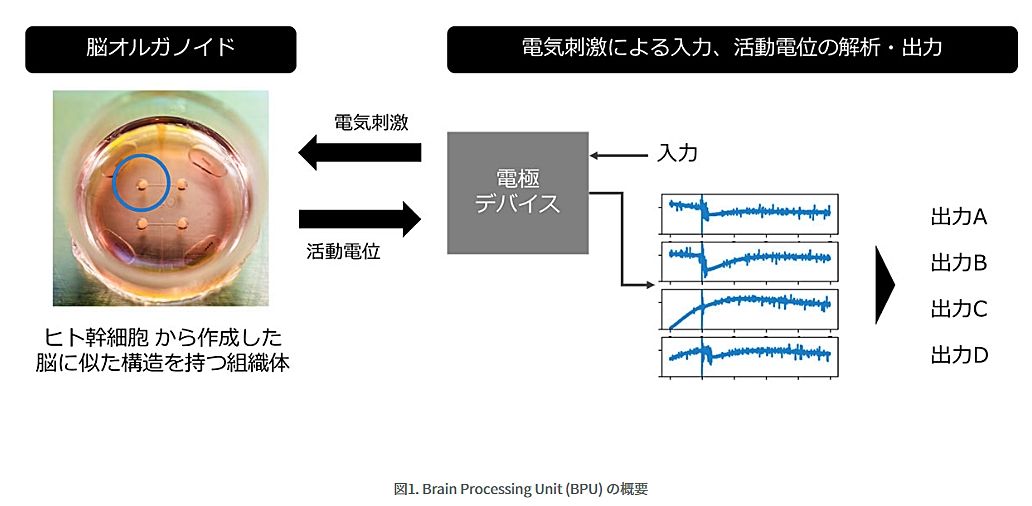 ソフトバンクと東京大学の共同研究:脳オルガノイドを活用した次世代プロセッサBPU(Brain Processing Unit)の開発に成功のサムネイル画像