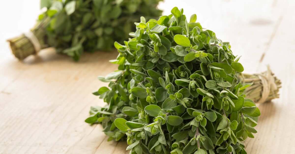 Có thể dùng bài thuốc từ kinh giới để chữa các bệnh về hô hấp