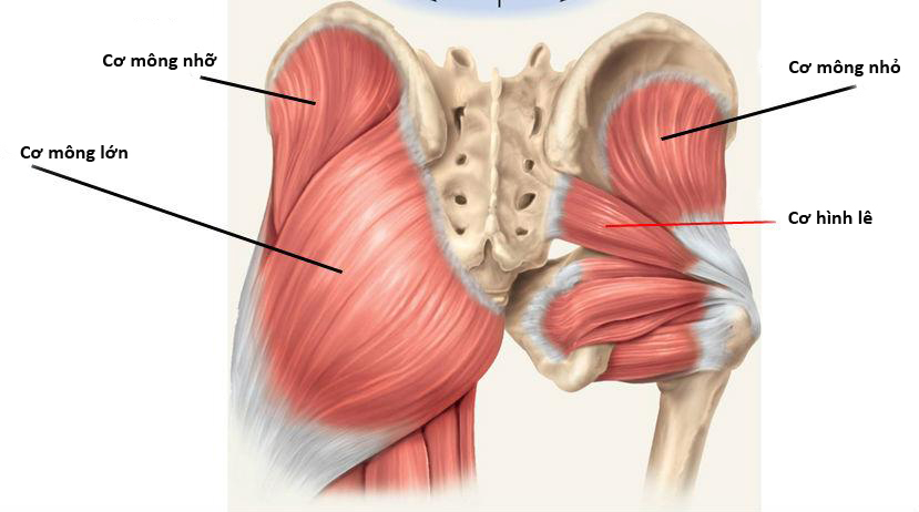 cơ mông nhỡ và cơ mông nhỏ