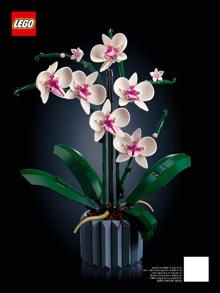 Orchid