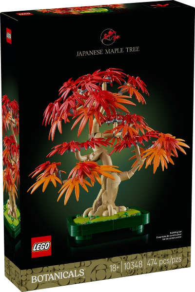 Japanese Red Maple Bonsai Tree image 3