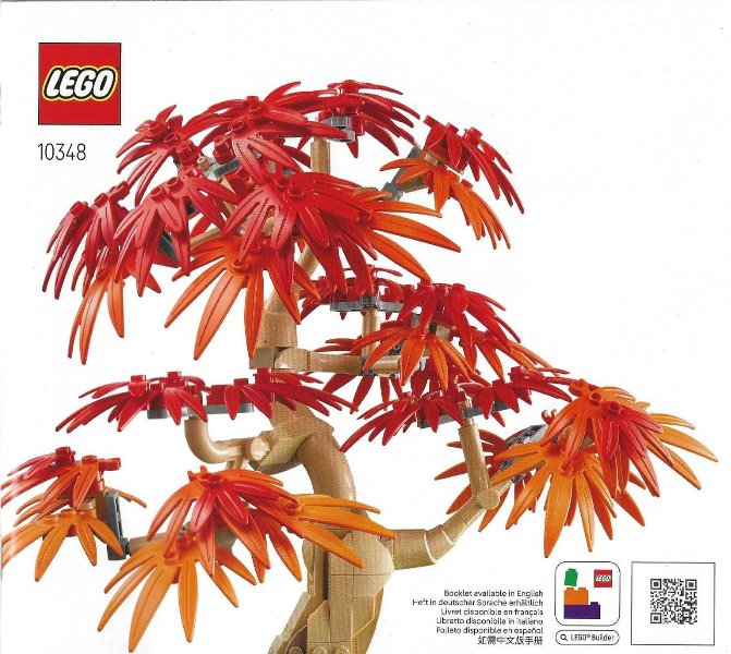 Japanese Red Maple Bonsai Tree