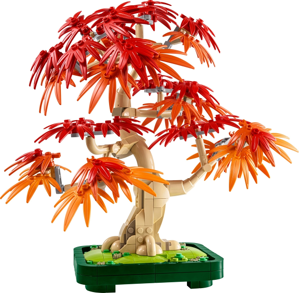 Japanese Red Maple Bonsai Tree image 2